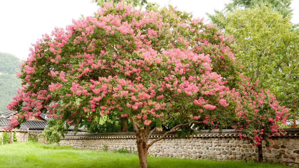 Lagerstremia indyjska (Lagerstroemia indica)