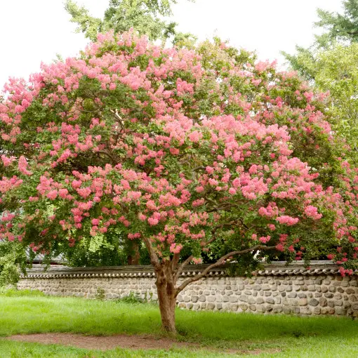 Lagerstremia indyjska