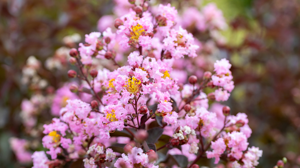 Lagerstremia indyjska (Lagerstroemia indica)