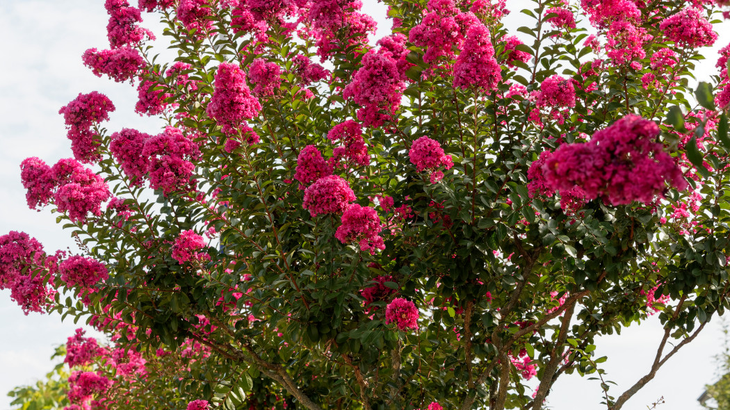 Lagerstremia indyjska (Lagerstroemia indica)