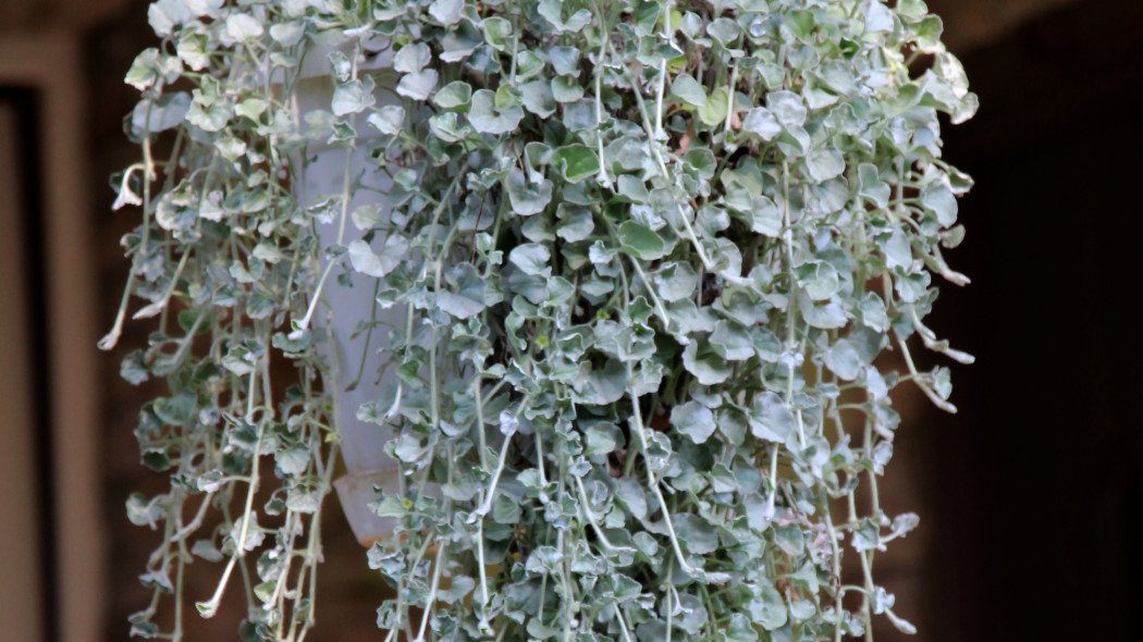 Dichondra srebrzysta (Dichondra argentea)