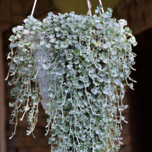 Dichondra srebrzysta