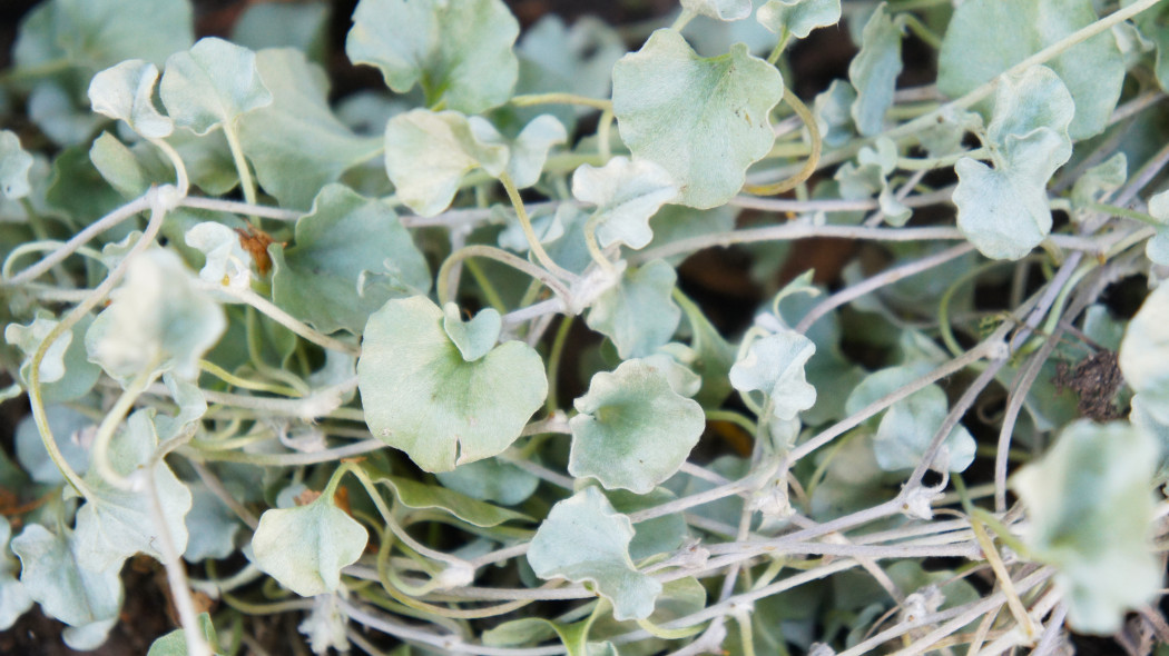 Dichondra srebrzysta (Dichondra argentea)