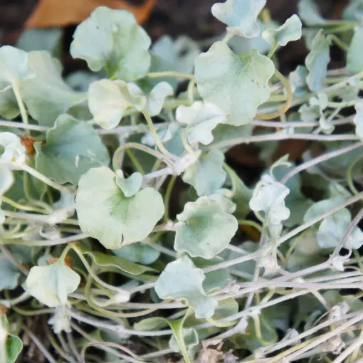 Dichondra srebrzysta