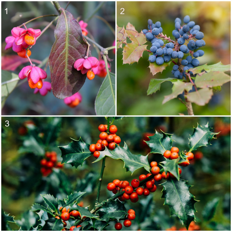 rośliny o dekoracyjnych owocach – trzmielina, mahonia i ostrokrzew