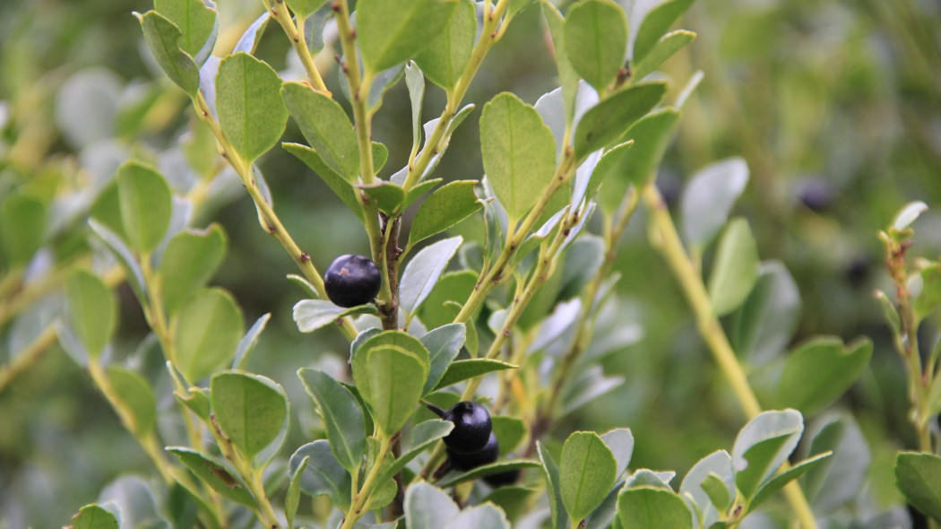 Ostrokrzew bukszpanowy (Ilex crenata) – liście i owoce