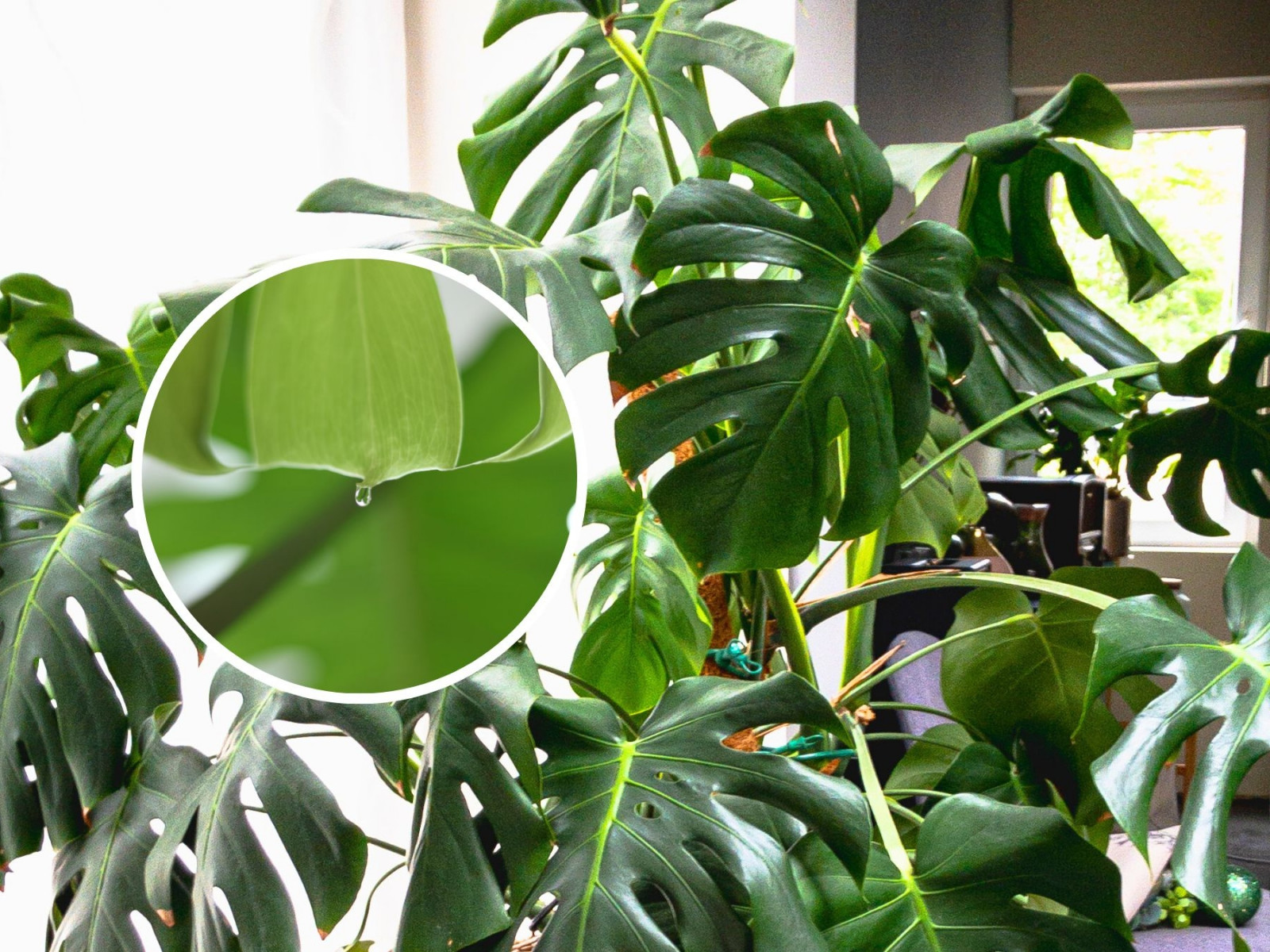 little phil philodendron Little Phil Philodendron Care