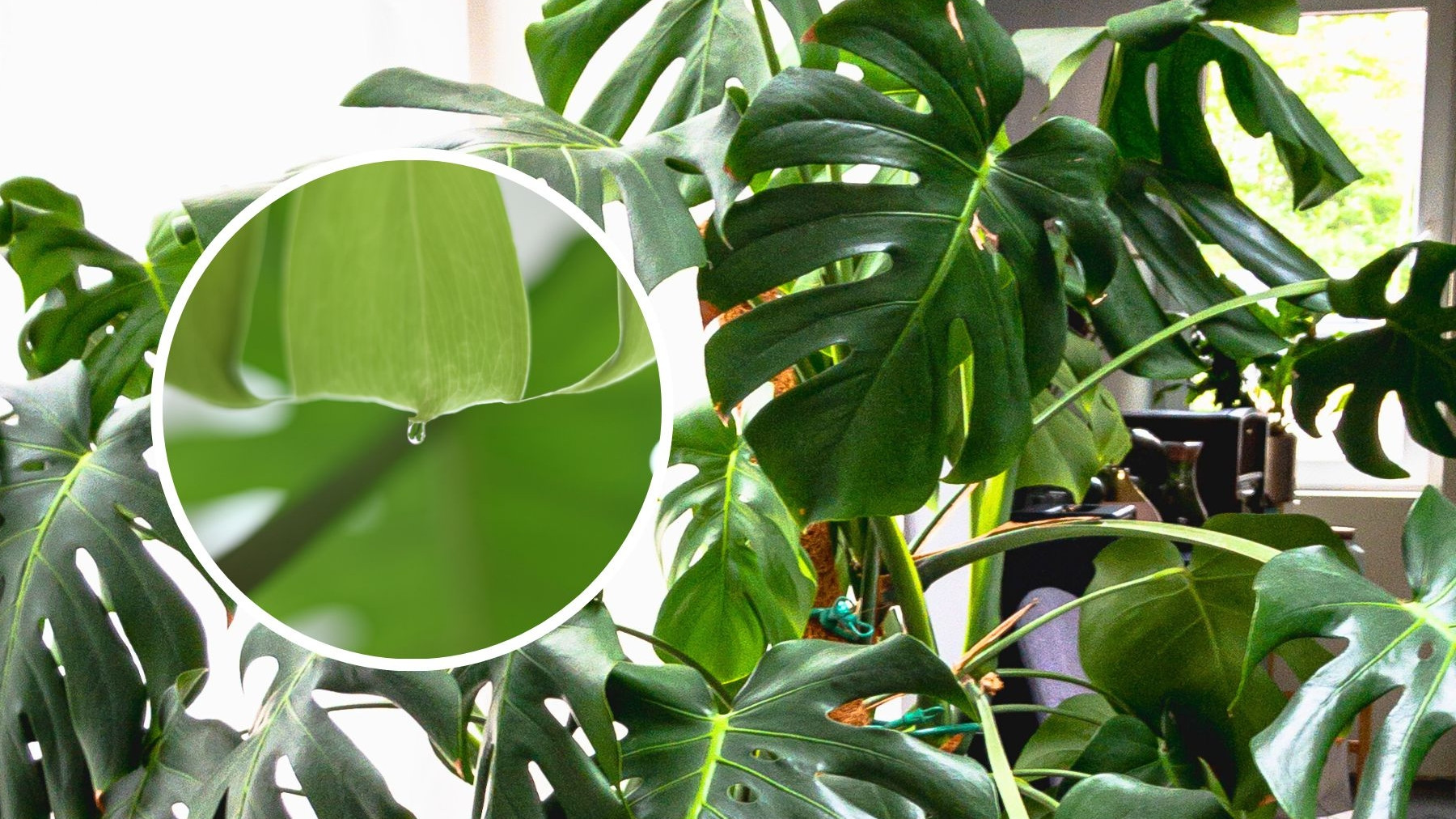 Krople na liciach? Dlaczego monstera i inne domowe roliny pacz?