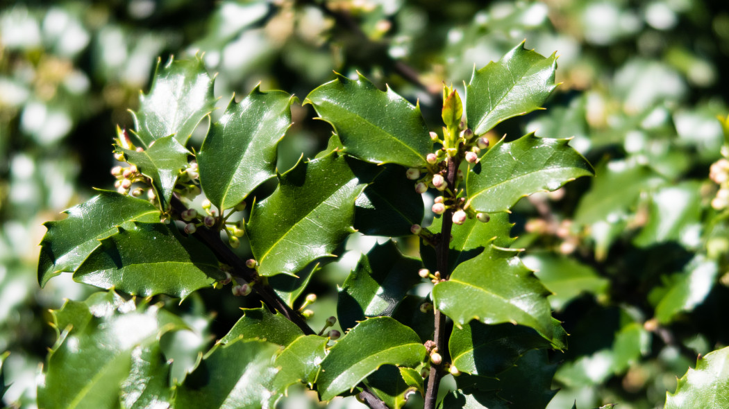 Ostrokrzew Meservy (Ilex ×meserveae)