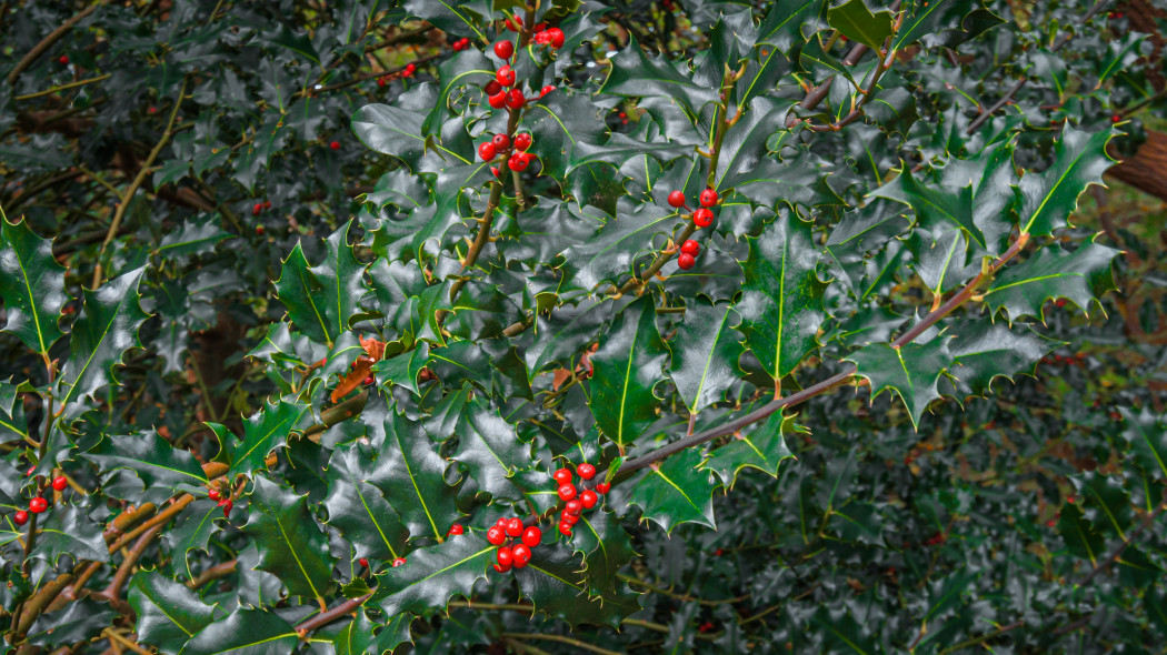 Ostrokrzew Meservy (Ilex ×meserveae)