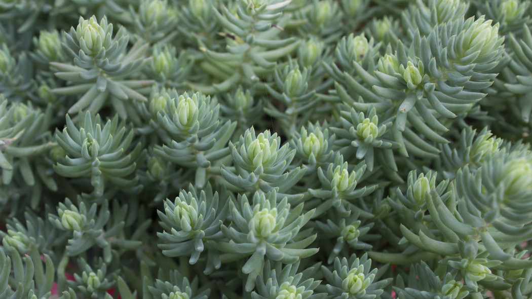 Rozchodnik ościsty (Sedum reflexum)