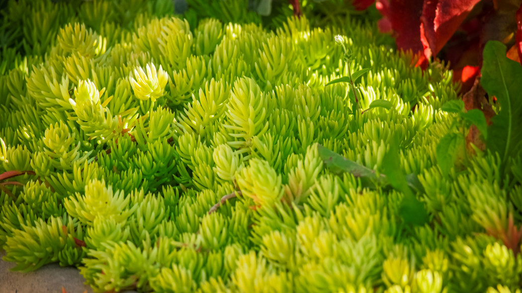 Rozchodnik ościsty (Sedum reflexum)