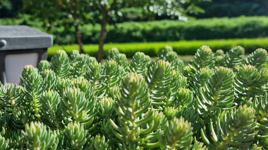 Rozchodnik ościsty (Sedum reflexum)