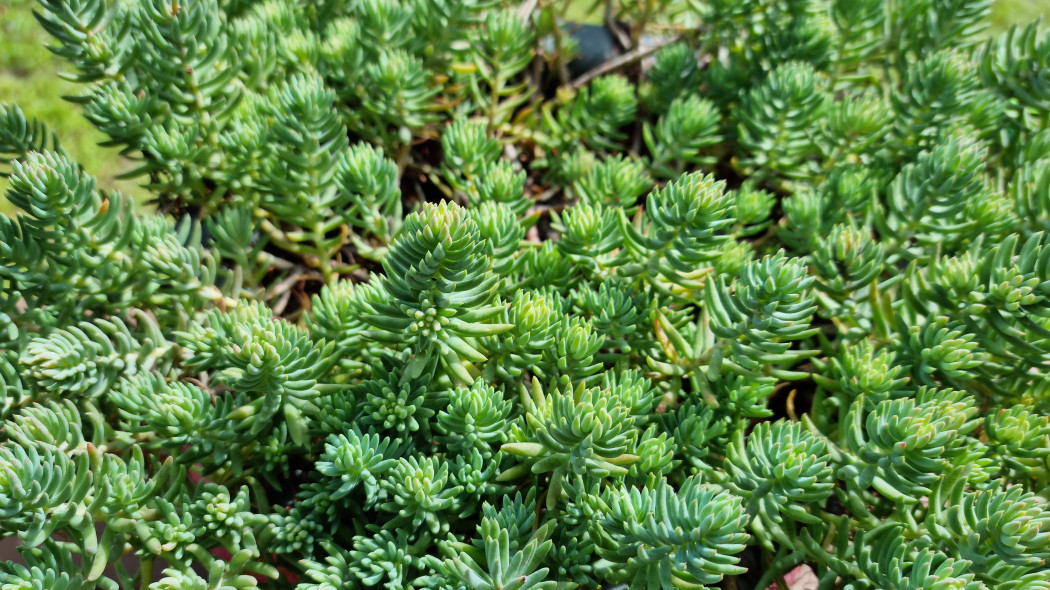 Rozchodnik ościsty (Sedum reflexum)