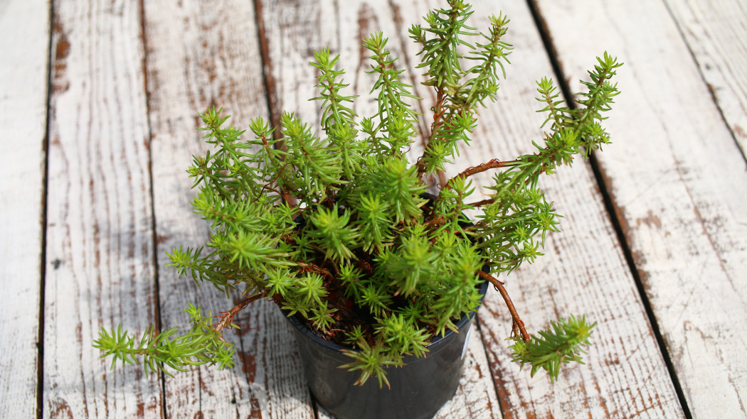 Rozchodnik ościsty (Sedum reflexum)