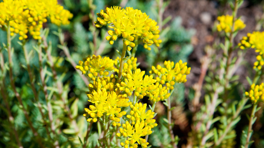 Rozchodnik ościsty (Sedum reflexum)