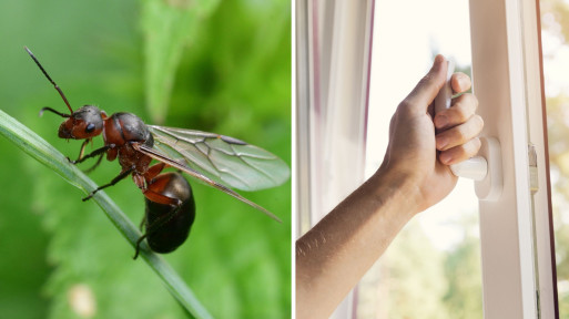 Latające mrówki wpadające do domu to już nie moja udręka. Ten naturalny sposób działa w mig