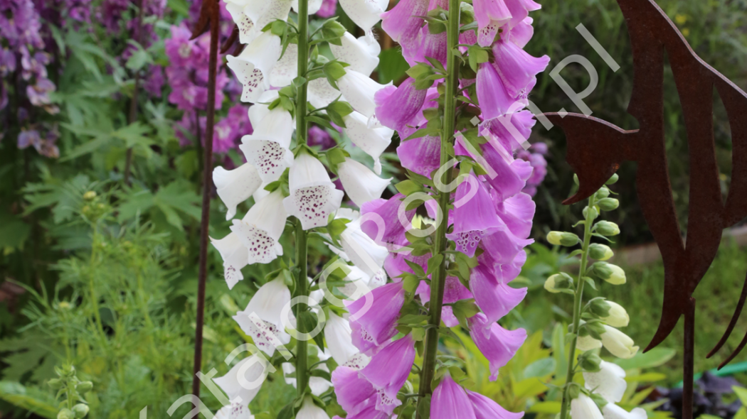 kwitnąca na biało i fioletowo naparstnica purpurowa (Digitalis purpurea)