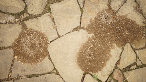 Jak zwalczyć mrówki na kostce brukowej? Najlepsze naturalne i chemiczne sposoby