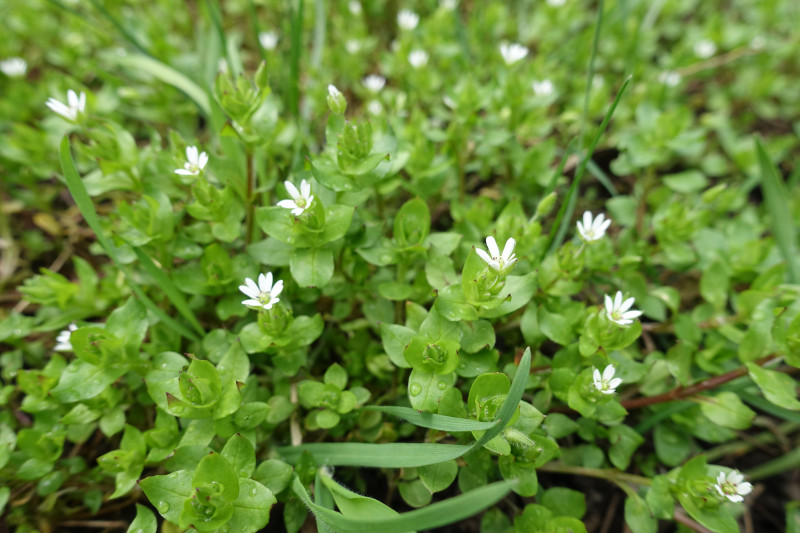 Gwiazdnica pospolita (łac. Stellaria media)