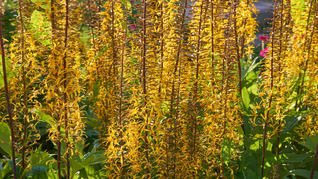 Języczka Przewalskiego Ligularia przewalskii