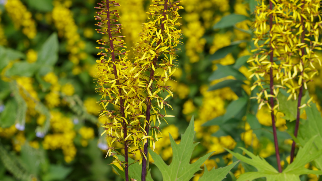 Języczka Przewalskiego Ligularia przewalskii