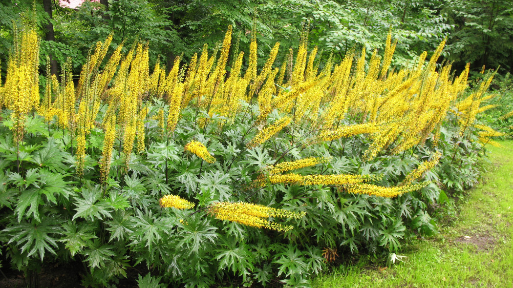 Języczka Przewalskiego Ligularia przewalskii