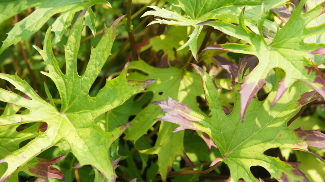 Języczka Przewalskiego Ligularia przewalskii