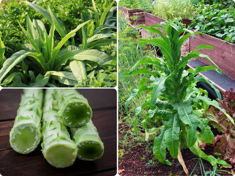 Sałata łodygowa (łac. Lactuca sativa var. angustana)