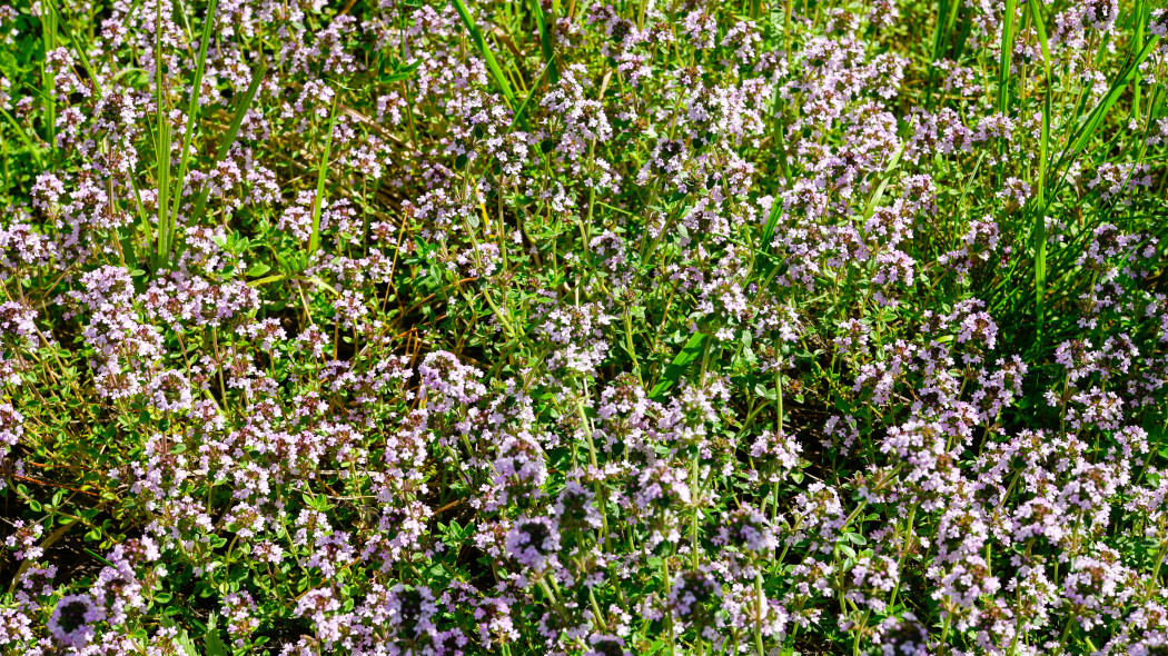 Macierzanka piaskowa (Thymus serpyllum)