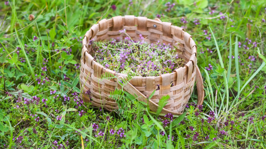 Macierzanka piaskowa (Thymus serpyllum)