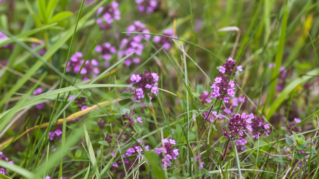 Macierzanka piaskowa (Thymus serpyllum)