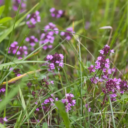 Macierzanka piaskowa