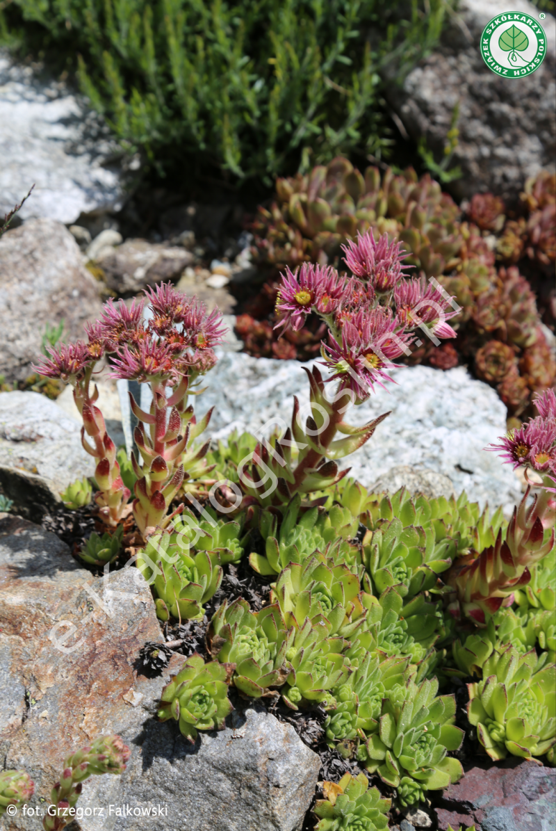 rojnik górski Sempervivum montanum między kamieniami w ogrodzie