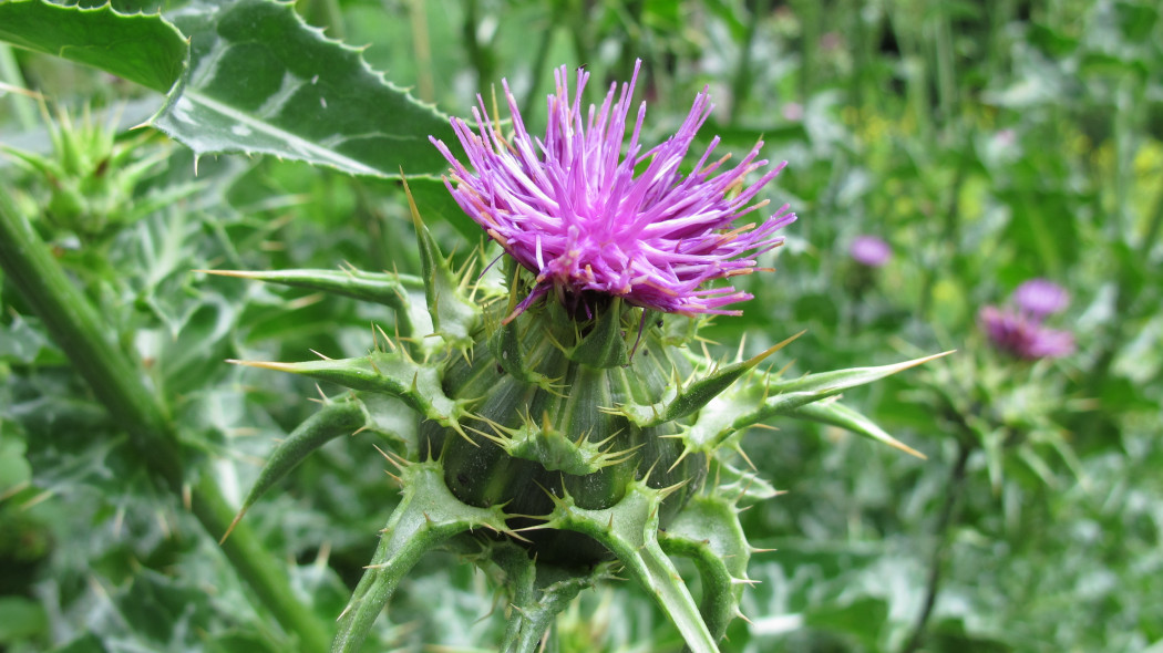 Ostropest plamisty (Silybum marianum)