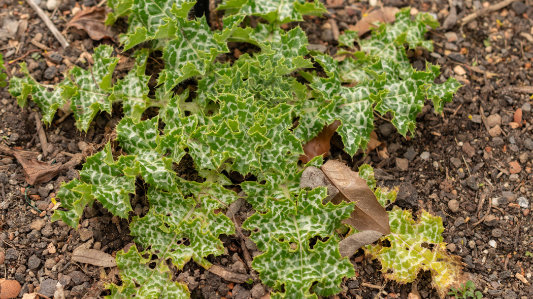 Ostropest plamisty (Silybum marianum)