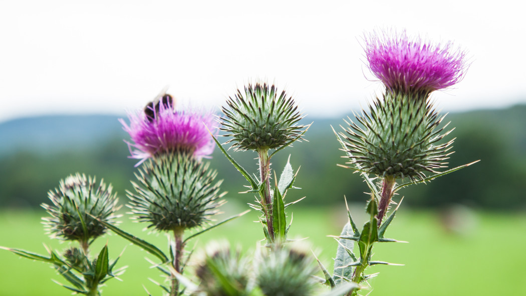 Ostropest plamisty (Silybum marianum)