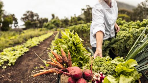 Organiczne sposoby na szkodniki i choroby roślin