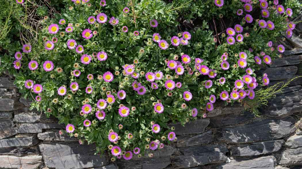 Przymiotna ogrodowe (Erigeron hybridus)