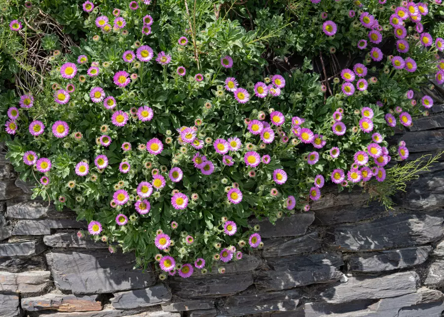 Przymiotna ogrodowe (Erigeron hybridus)