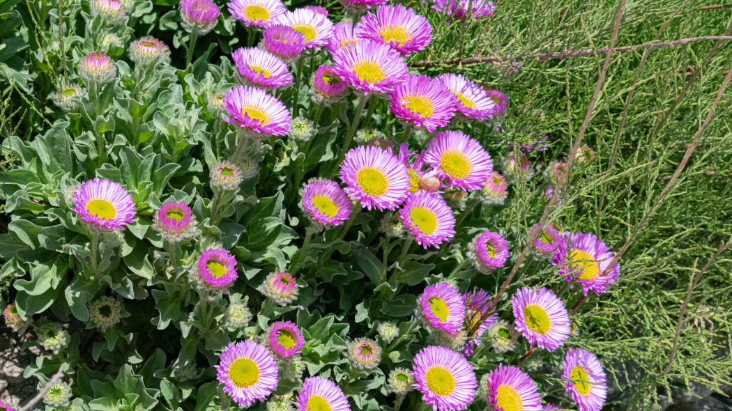 Przymiotna ogrodowe (Erigeron hybridus)