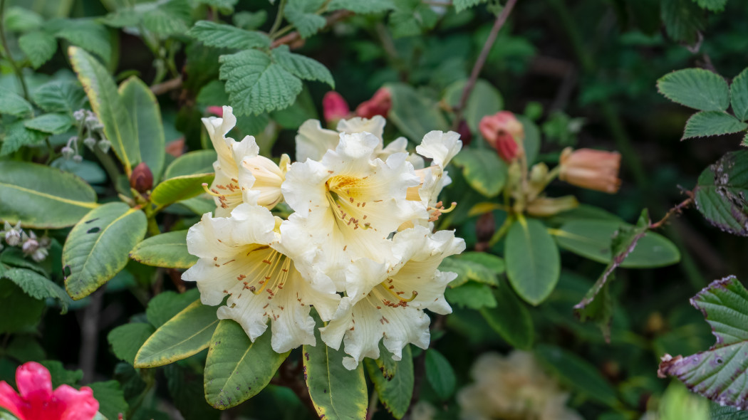 Rododendron zakwitł drugi raz