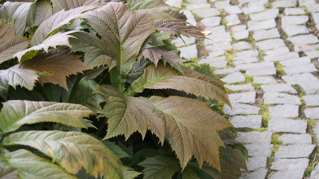 Rodgersja stopowcolistna Rodgersia podophylla