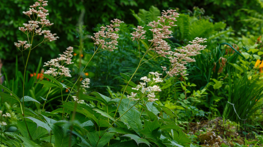 Rodgersja stopowcolistna Rodgersia podophylla