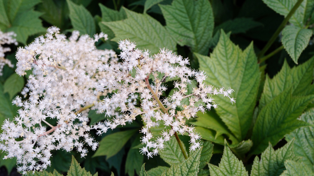 Rodgersja stopowcolistna Rodgersia podophylla