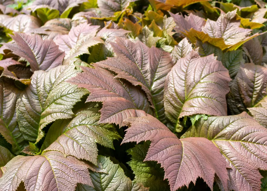 Rodgersja stopowcolistna Rodgersia podophylla