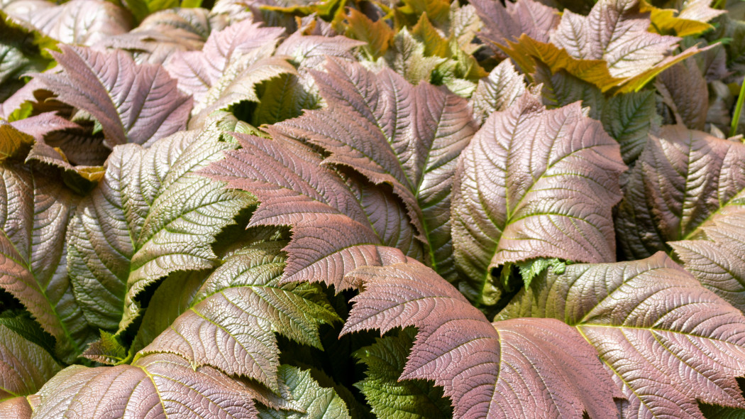 Rodgersja stopowcolistna Rodgersia podophylla