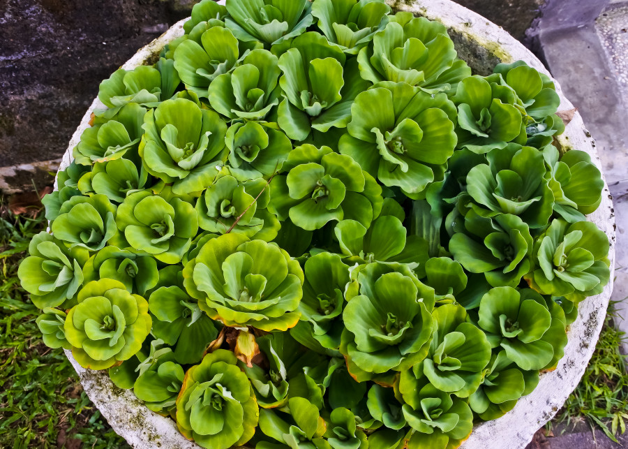 Pistia rozetkowa - roślina inwazyjna w oczku wodnym