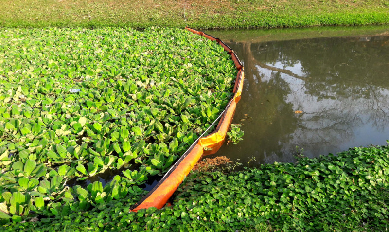 Pistia rozetkowa w oczku wodnym