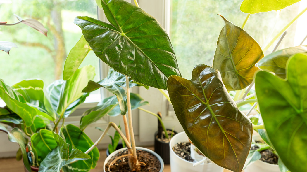 Alokazja Wentii (łac. Alocasia wentii), czyli Ucho Słonia